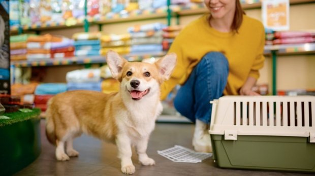 Cari Hewan Peliharaan yang Tepat di Cilacap? Putra Karang Pet Shop Solusinya!